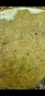 Screenshot_20210809-142238_Gallery.webp