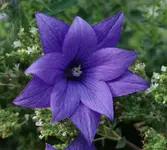 Platycodon.webp