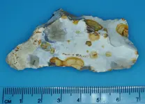 Neolithic Scraper 1.webp