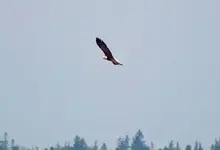 eagle.webp