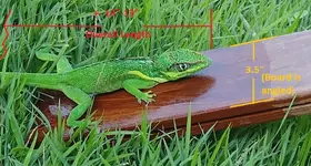 WindsorDragon-Arrows.webp