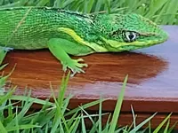 WindsorDragon-Closeup.webp