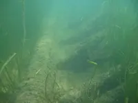 Bow Ribs 1.webp