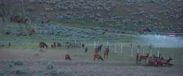 Elk.webp