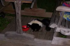 skunk in catfood.webp