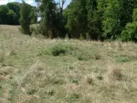 Site of cabin.webp