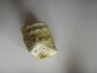 Possible Fossil 005.webp