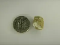 Possible Fossil 008.webp