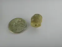 Possible Fossil 009.webp