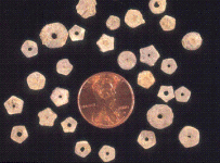 stem-pieces.gif
