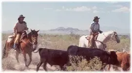 herding1.webp