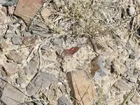 mortar 048.webp