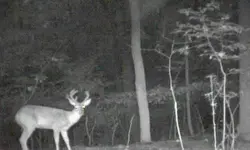 untitleddeer 222.webp