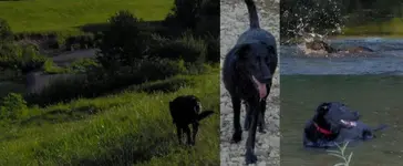 Odie_Swiming.webp