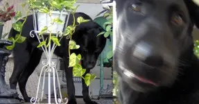 Odie_Wolf.webp
