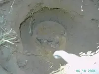 pot1.webp