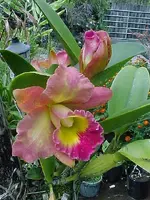 myorchid6.webp
