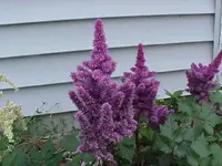 flower 1.webp