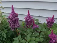 flower 3.webp