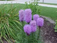 flower 2.webp