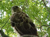 HAWK IN TREE.webp