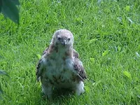 HAWK.webp