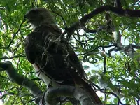 HAWK 3.webp