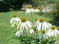 Coneflower pic.webp