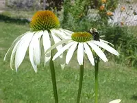 Coneflower n bee.webp