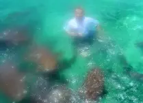 sharks.webp