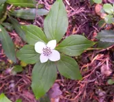 flower.webp