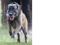 brutus.webp brutus.webp