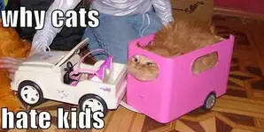 why-cats-hate-kids.webp