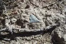 turkeyinsitu1_1.webp