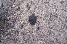 turkeyinsitu4_1.webp