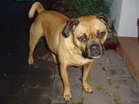 Puggi.1.webp