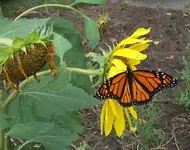 Monarch2.webp