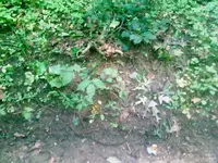 preform on ground.webp