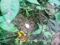 PF on ground2.webp