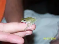frog.webp