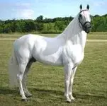 pf-resplendor.webp