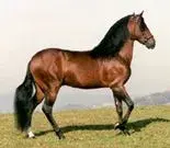 pf-showhorse.webp