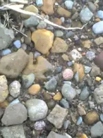 tippy field piles2 4-13-08.webp