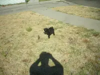 killer cat 004.webp