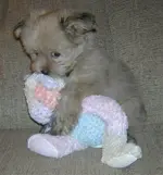 please-dont-take-my-teddy-bear.webp