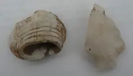 thefinds.webp