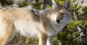 Coyote problem.webp