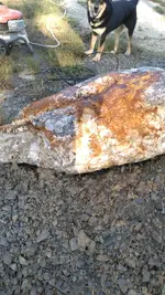 rock 2.webp