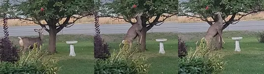 Deer 11.webp