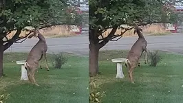 Deer 22.webp